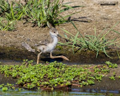stilt_black-necked_sepulveda_26_06_11_L0A2446.jpg