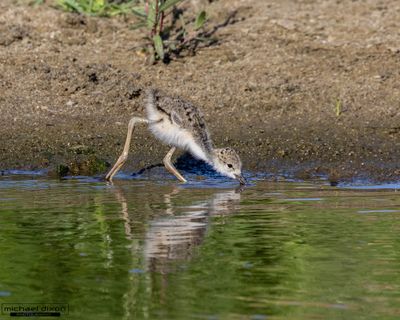 stilt_black-necked_sepulveda_26_06_11_L0A2462.jpg