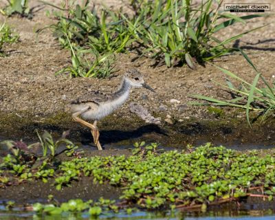 stilt_black-necked_sepulveda_26_06_11_L0A2433.jpg