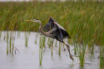 heron in rain4.jpg