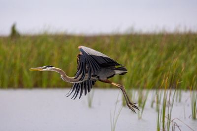 heron in rain 3-1.jpg