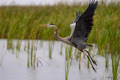 heron in rain 5.jpg