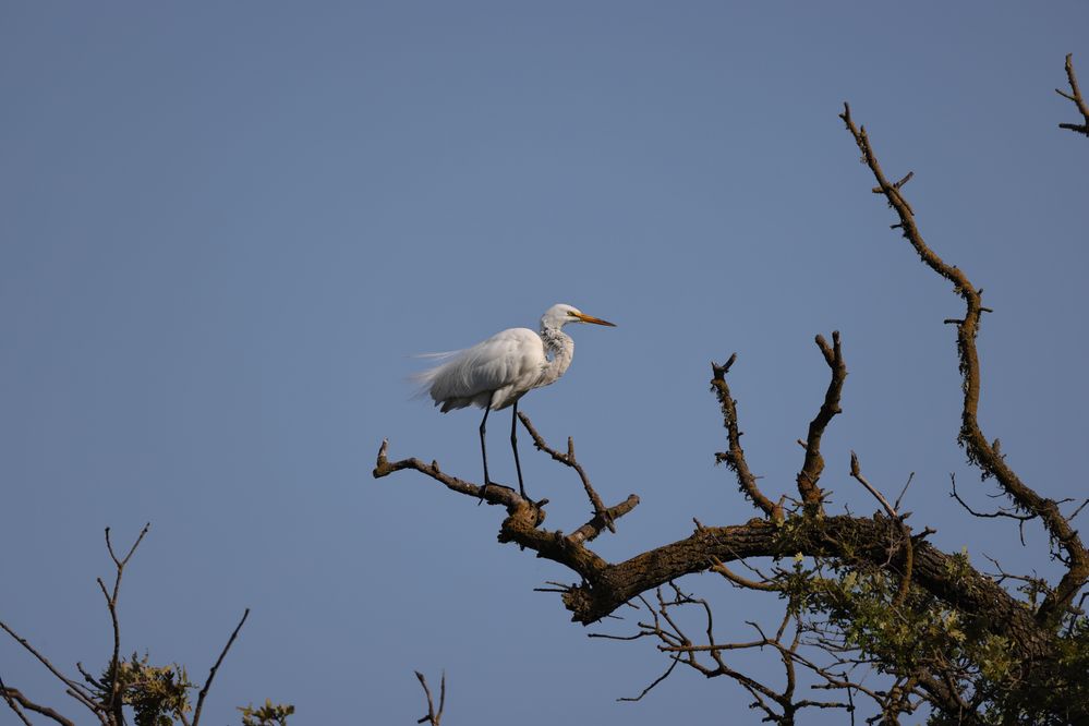 R5 C RF200-800, 800mm, Tv 1/800, F9, ISO 100, 1 point AF