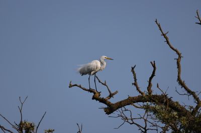 Delta Egret.JPG