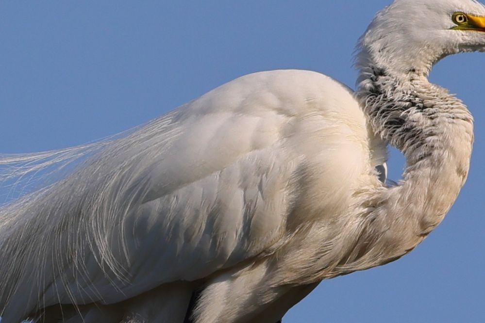 Egret Big Crop.JPG