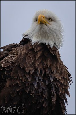 54567_Bald Eagle.jpg