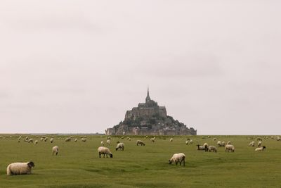 MAUR6749.jpg
