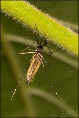 63296 Culex Mosquito.jpg