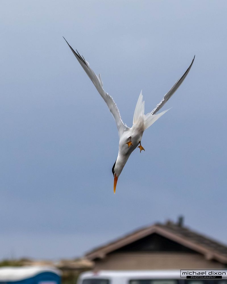 tern_least_bolsa_26_06_18_L0A8980.jpg