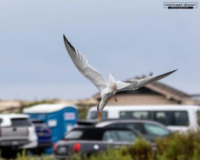 tern_least_bolsa_26_06_18_L0A8981.jpg