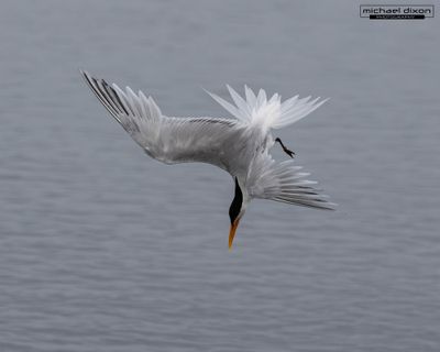 tern_least_bolsa_26_06_18_L0A9116.jpg
