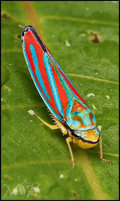63431 Red-banded leafhopper II.jpg