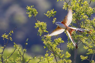 Scissor-Tailed Flycatcher.jpg