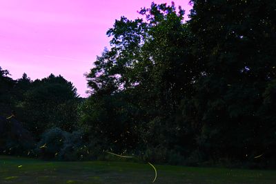 BackyardFaeries.jpg