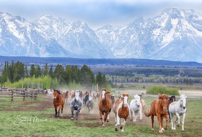 2026_May_Grand Tetons-918-Edit-2.jpg