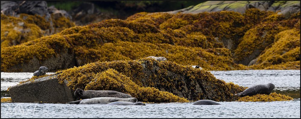 54410 Herd of Stellar Sea Lions.jpg