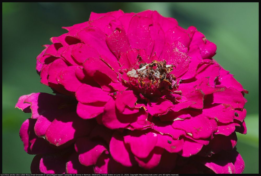 A Synchlora aerata (also called Wavy-lined Emerald or camouflaged looper) caterpillar was feeding on the blossom of a  Zinnia cultivar in Norman, Oklahoma, United States on June 13, 2026. This caterpillar camouflages itself by putting bits of foliage on spikes on its back.