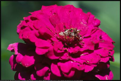IMG_6031c_2026jun13_cterpillar
