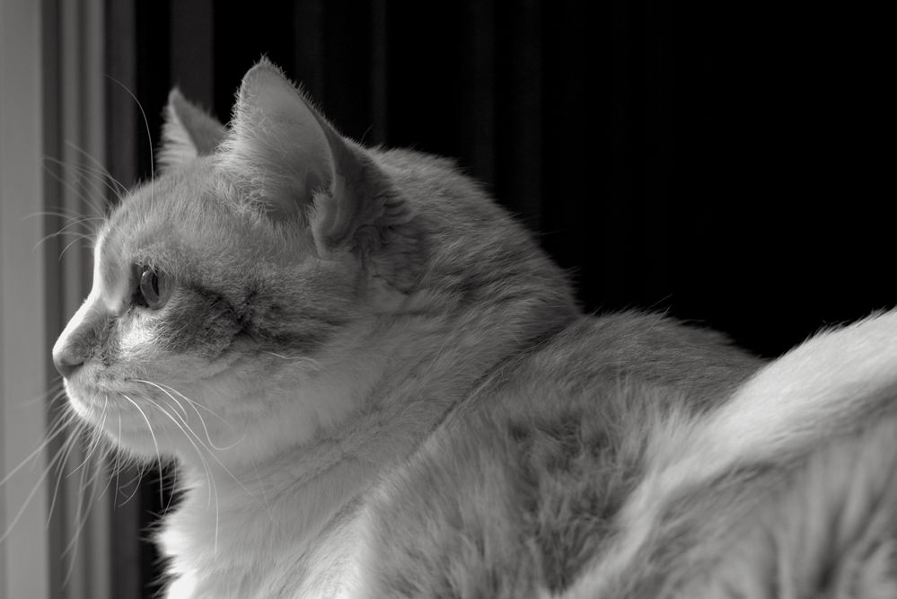the big guy b_w.JPG