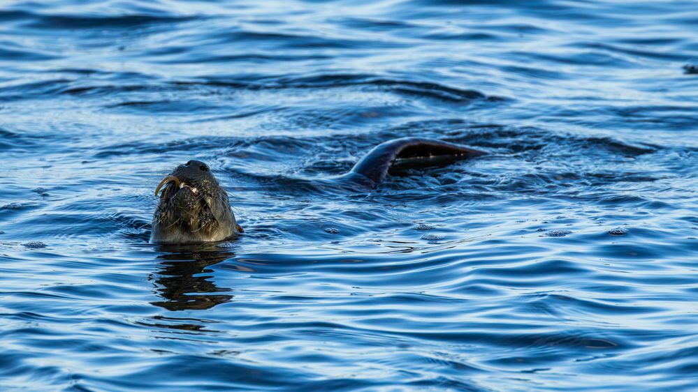 North American Riover Otter eating an eel