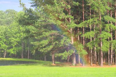 RainbowZoomedReduced.jpg
