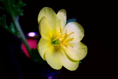 Cut-Leaved Evening Primrose-2a.JPG