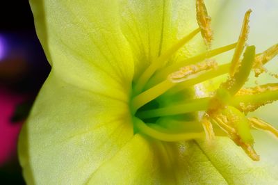 Cut-Leaved Evening Primrose-2b.JPG