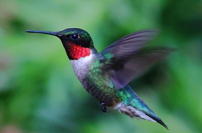 Ruby-throated Hummingbird MAL-0002Sa.jpg