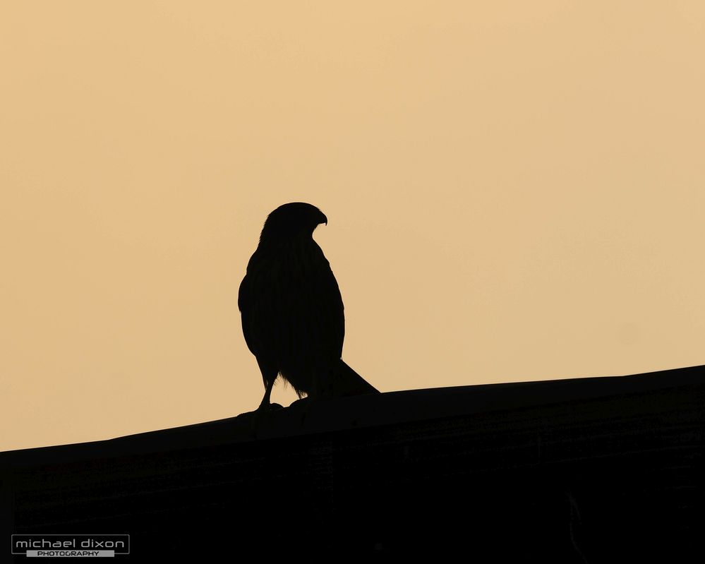 hawk_coopers_van-nuys_26_07_11_L0A8062.jpg