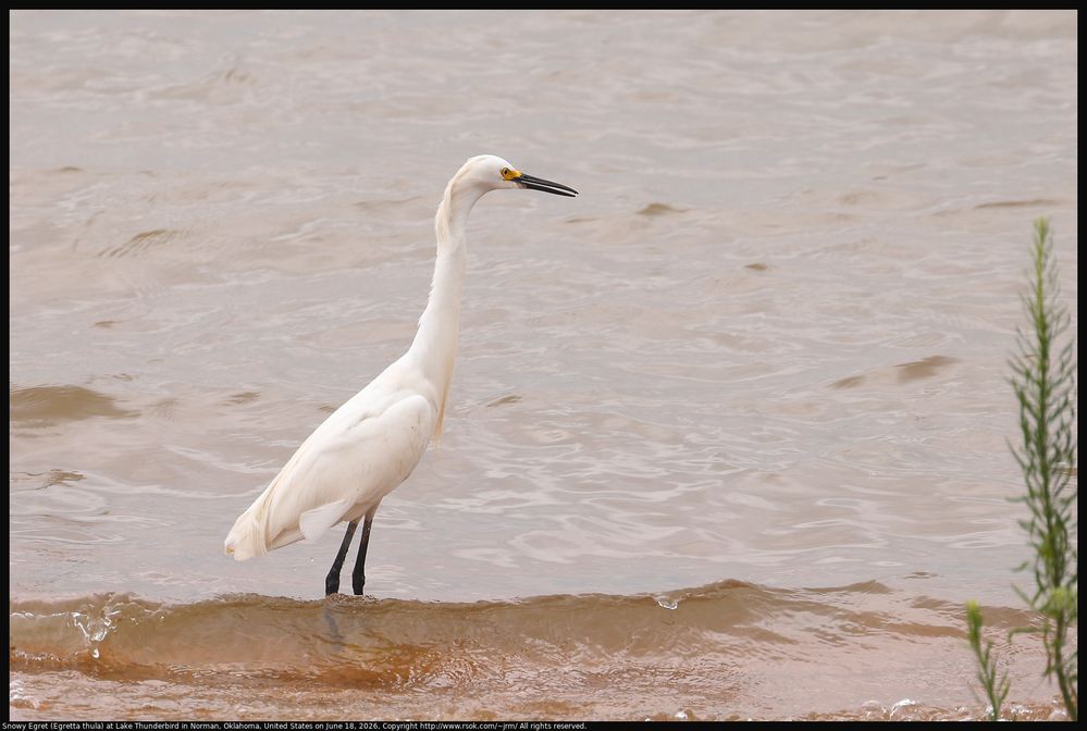 Snowy Egret (Egretta thula) at Lake Thunderbird in Norman, Oklahoma, United States on June 18, 2026