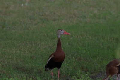 IMG_2549.jpeg