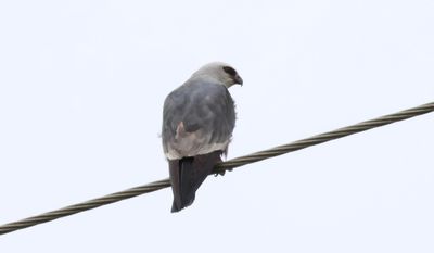 IMG_7470.jpeg