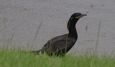 IMG_7451.jpeg