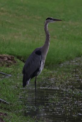 IMG_7457.jpeg