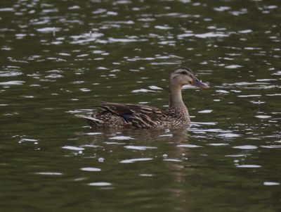 IMG_7462.jpeg