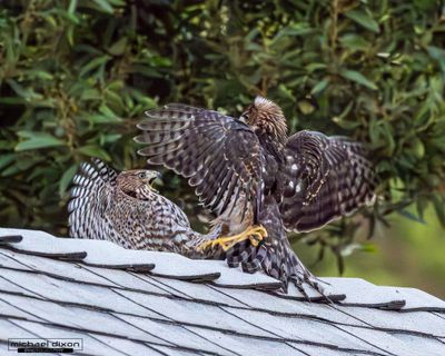 hawk_coopers_van-nuys_26_07_15_L0A8479.jpg