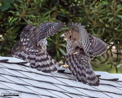 hawk_coopers_van-nuys_26_07_15_L0A8446.jpg