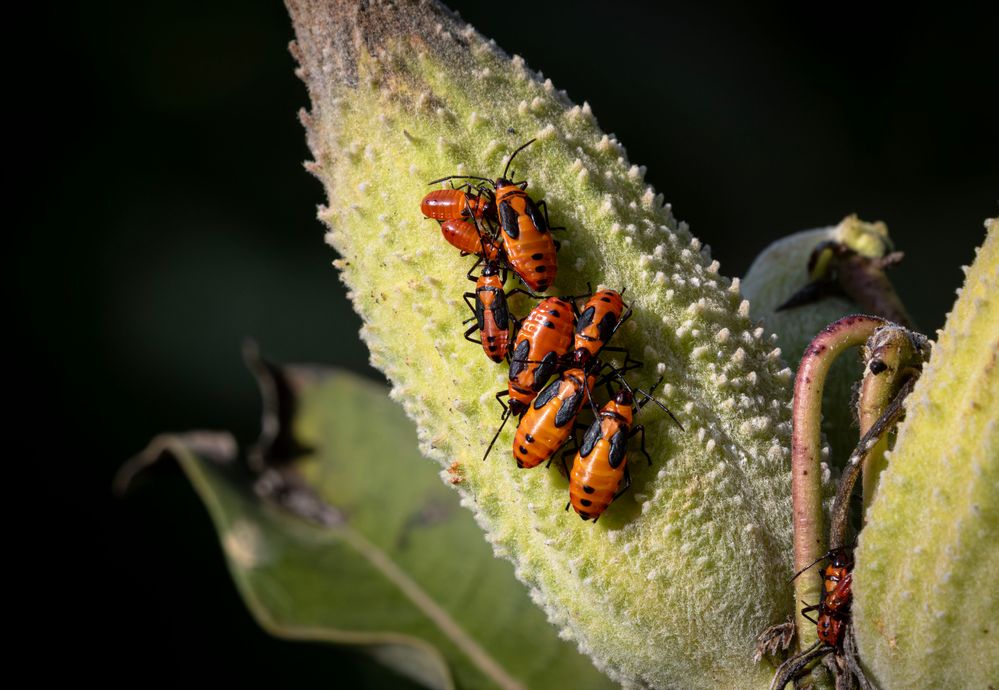 Bugs