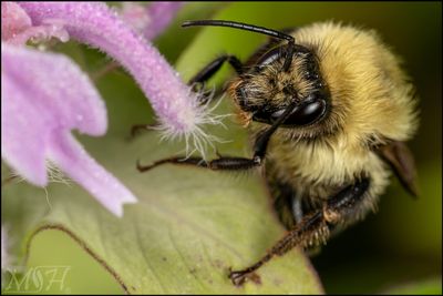 63673 Common Eastern Bumble Bee.jpg