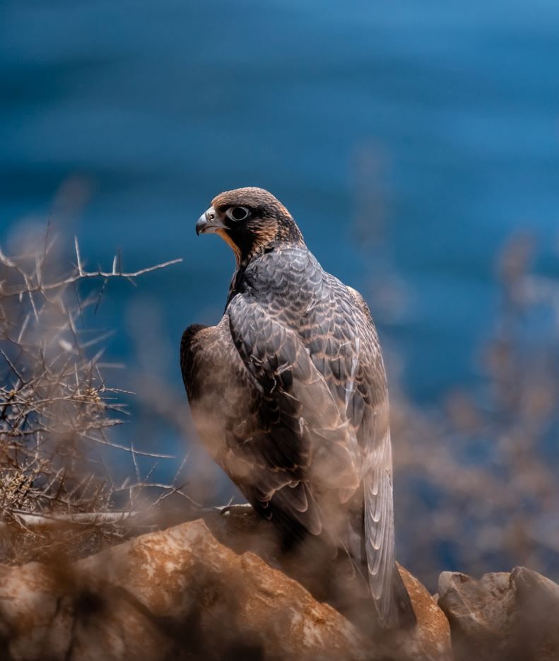 birds.JPG