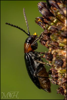 63821 Soldier Beetle.jpg