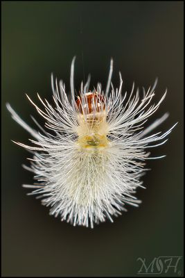 73026  Hickory Tussock Moth Caterpillar.jpg