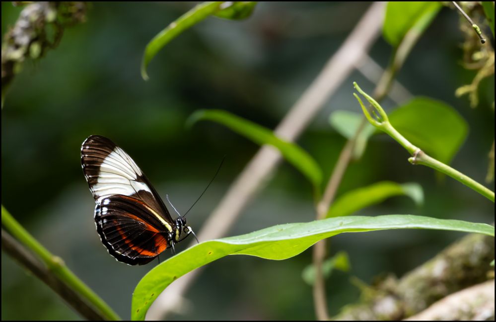 Butterfly.jpg