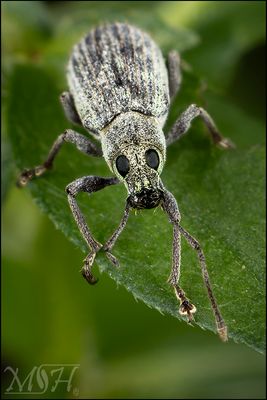 73284 Green Immigrant Leaf Weevil.jpg