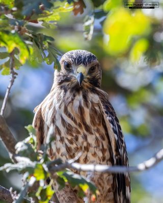 hawk_red-shouldered_sepulveda_26_08_08_L0A6171.jpg