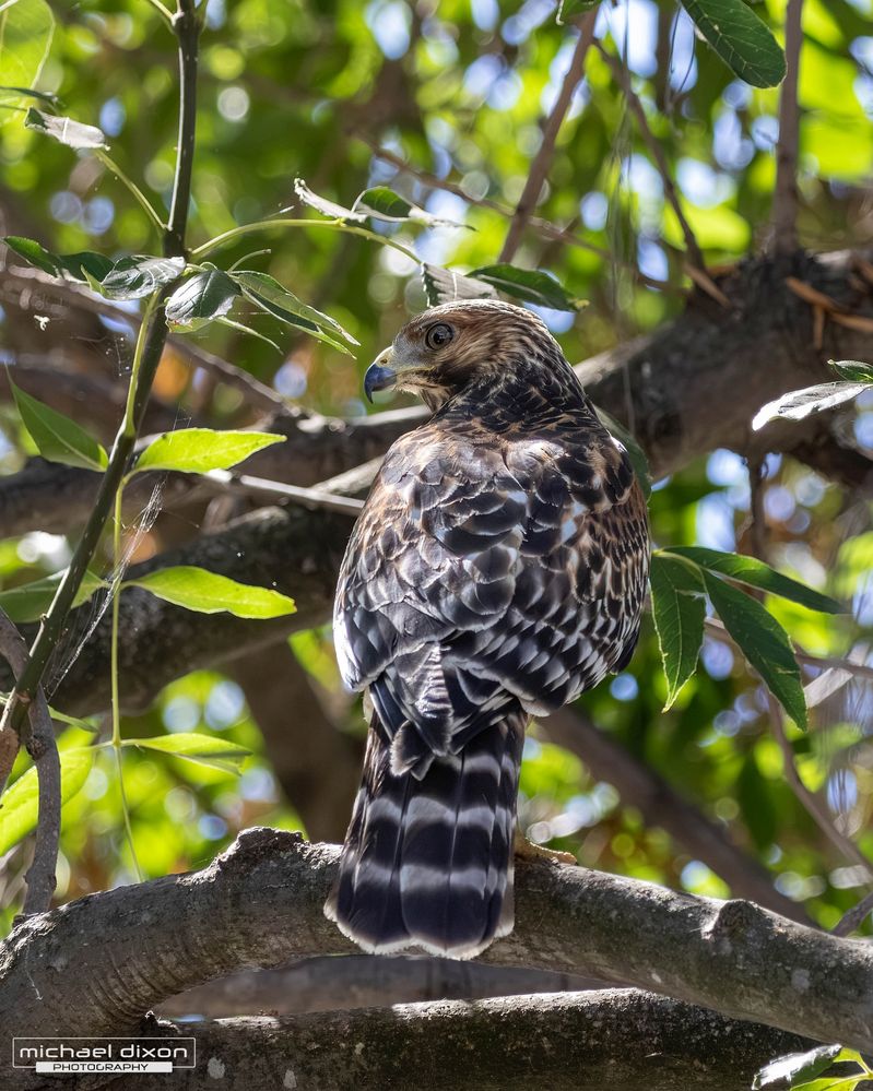 hawk_red-shouldered_sepulveda_26_08_08_L0A6556.jpg