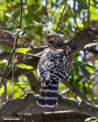 hawk_red-shouldered_sepulveda_26_08_08_L0A6556.jpg