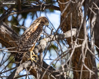 hawk_red-shouldered_sepulveda_26_08_08_L0A6084.jpg