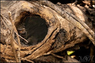 M1832_More Wood.jpg
