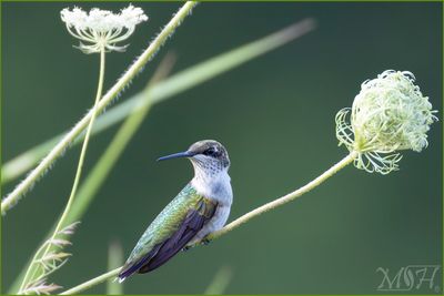 56471 Hummer taking a break.jpg